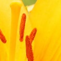 風(fēng)、輕撫