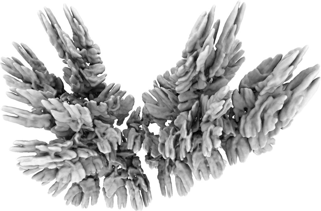 分型鳥3D打印模型