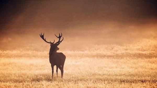 馴鹿3D打印模型