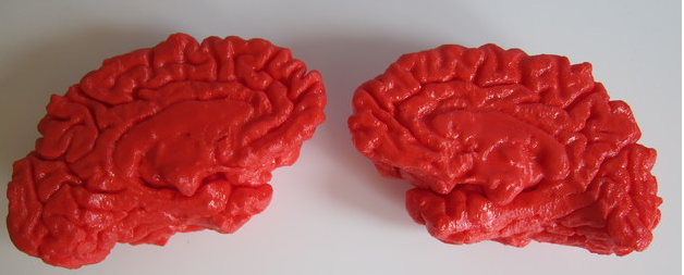 人腦3D打印模型