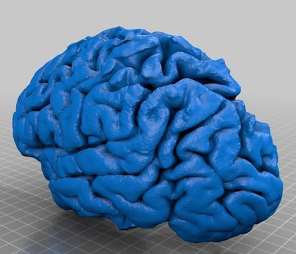 人腦3D打印模型