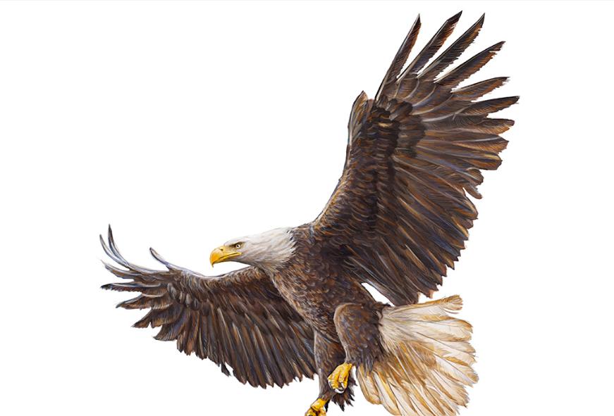 老鷹3D打印模型