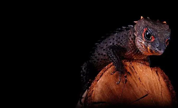 紅眼鱷魚石龍子（可動）3D打印模型