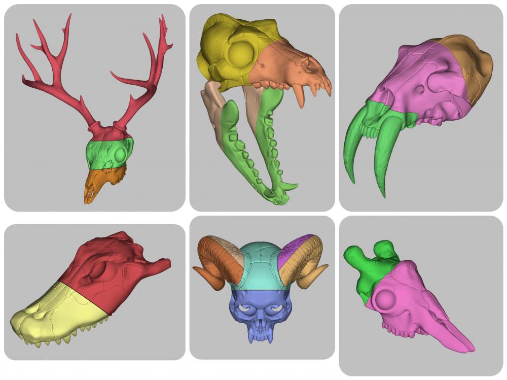頭骨模型（三）3D打印模型